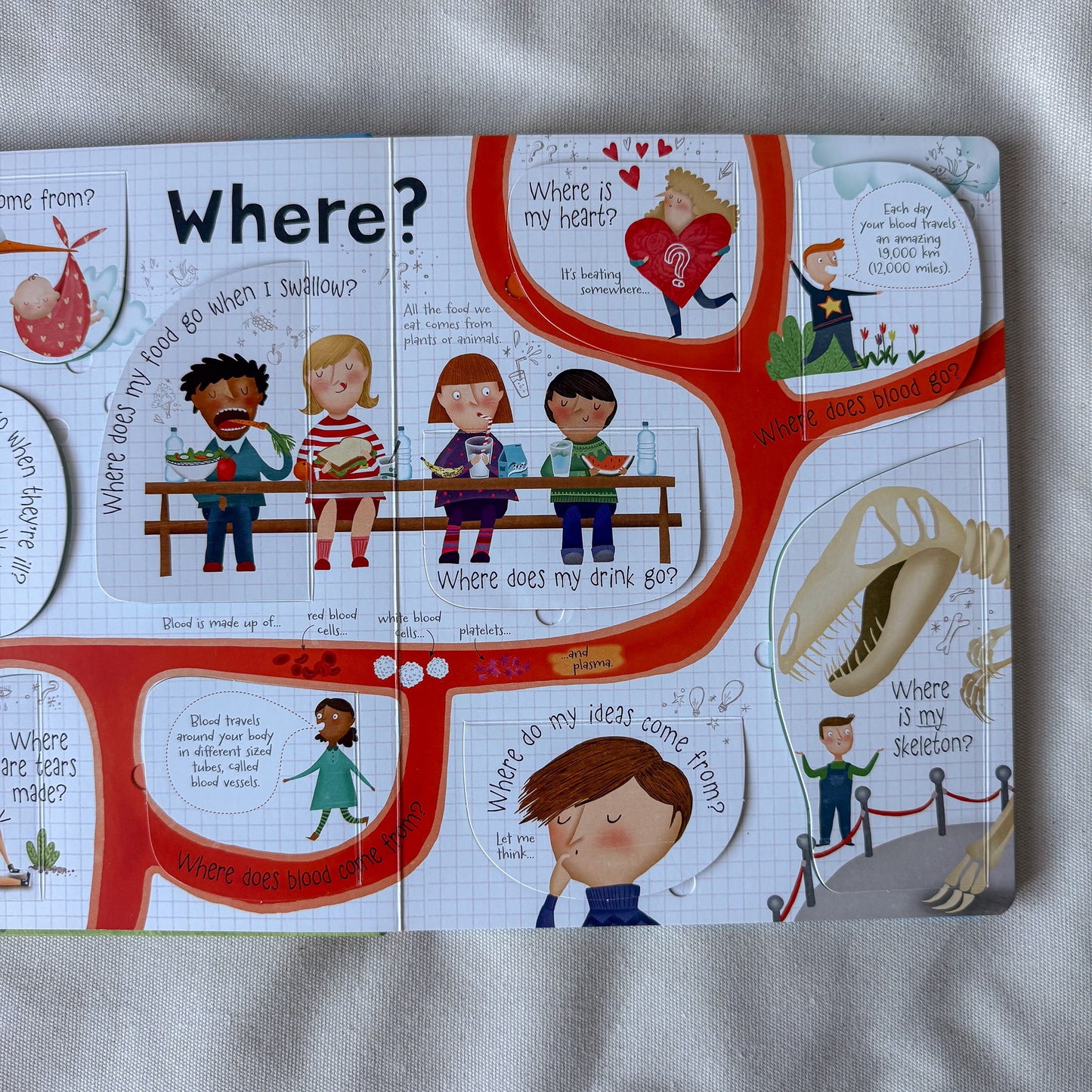 Lift-the-Flap Questions and Answers about Your Body